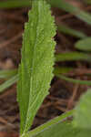 Carolina false vervain